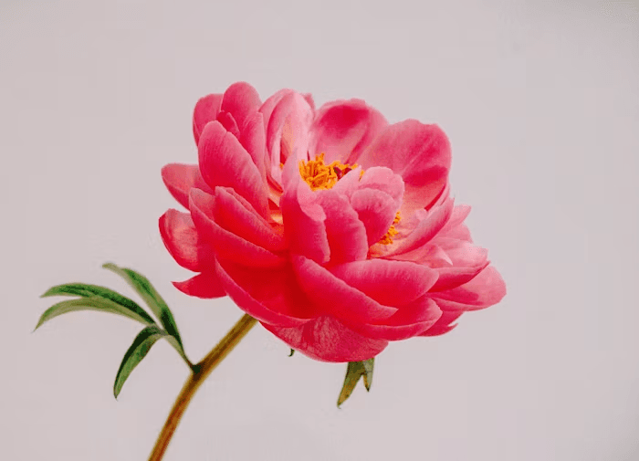 Dovaara — Feature Visual